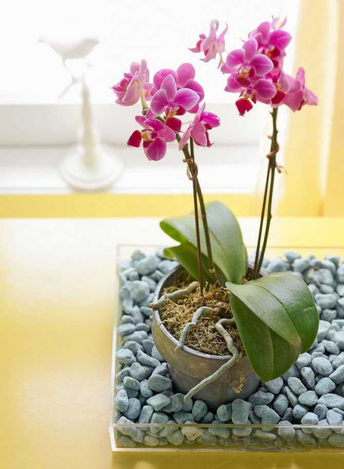 Орхидеи как ухаживать