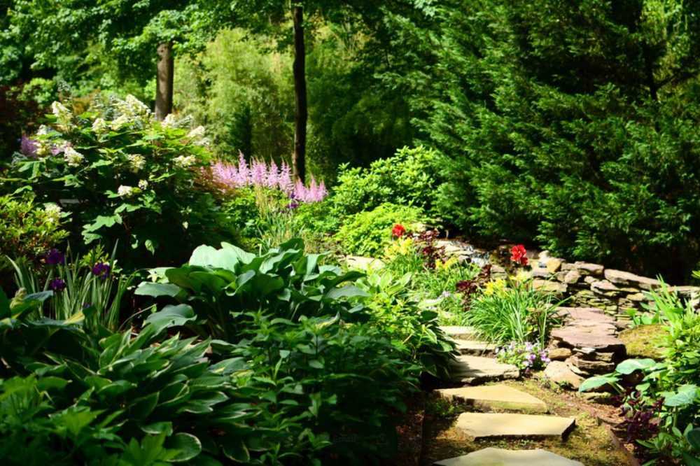 Цветущие хосты (фото) ароматные и красивые | сайт о саде, даче и комнатных растениях.