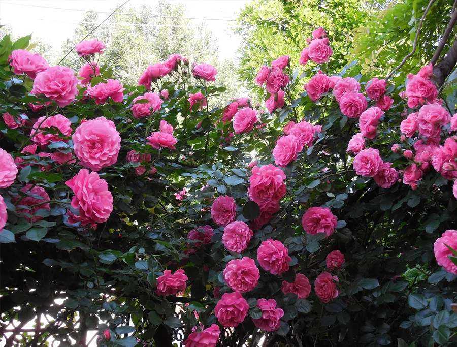 Парковые розы: фото, зимостойкие сорта, белые, желтые, морозоустойчивые, лучшие, как выглядят канадские, английские