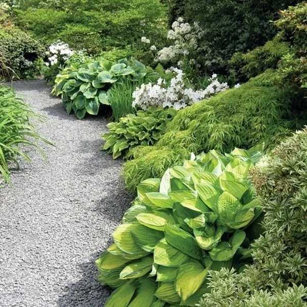 Цветок хоста (57 фото): красота и аромат в вашем саду - «ландшафтный дизайн» » дизайна и строительство.
