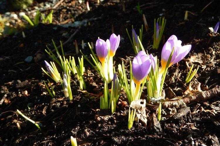 Крокусы: выращиваем луковичные в саду. посадка и уход за крокусами – лучшими весенними первоцветами (фото)