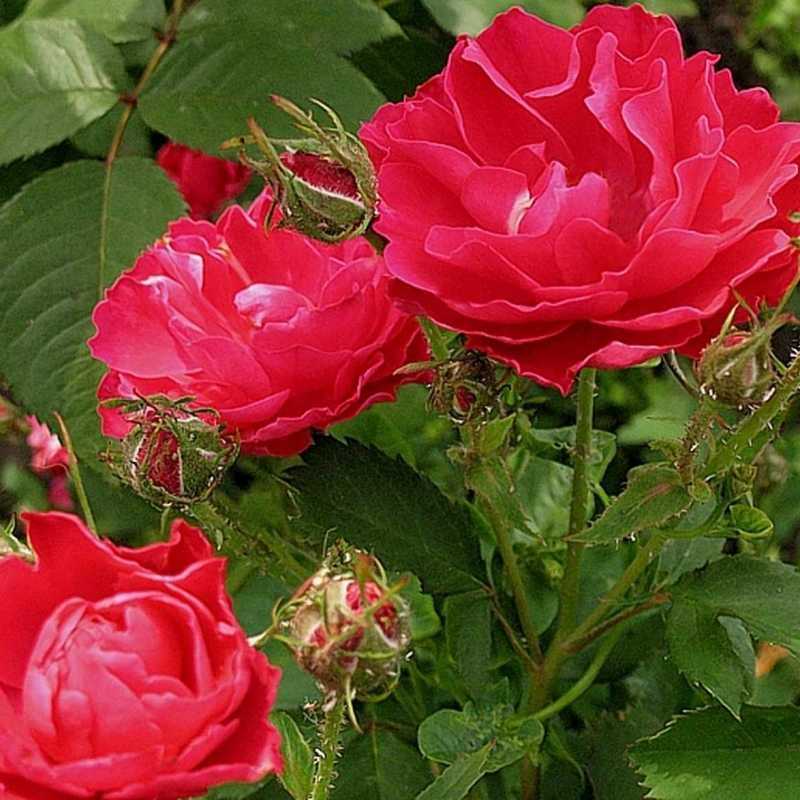 Сорта парковых роз с названием, описанием и фото