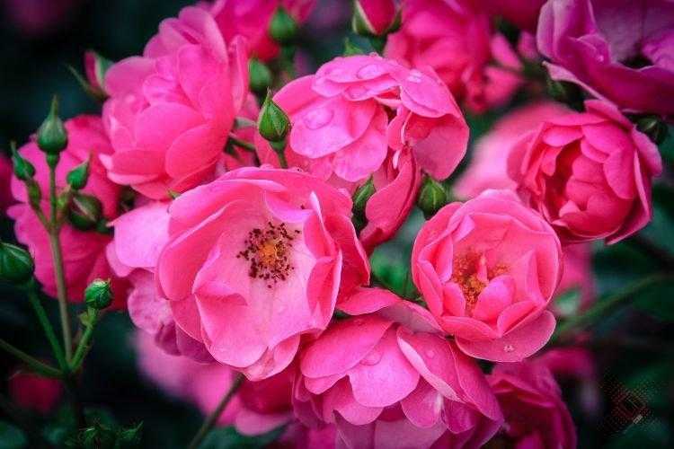 Чайно-гибридные розы — топ-15 лучших сортов с фото, особенности выращивания, красные и черные, розовые и кремовые, как обрезать их на зиму