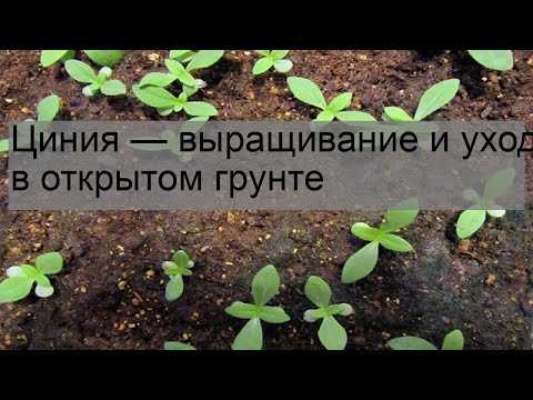 Циния и ее выращивание из семян в домашних условиях. инструкция