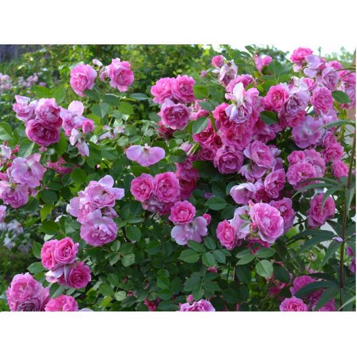 Парковые розы сорта и фото