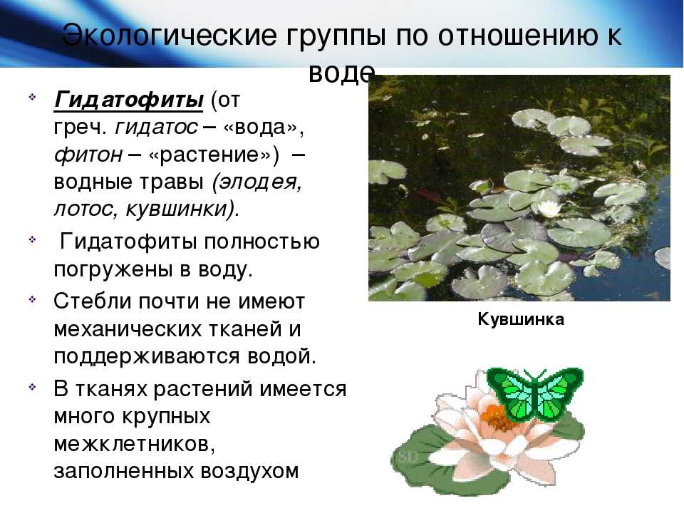 Экологическая группа гидрофиты. Экологические группы растений по отношению. Приспособления водных растений. Кувшинка группа растений. Приспособленность кувшинки к водной среде.