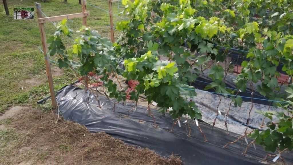 Неукрывные сорта винограда для подмосковья: описание, уход