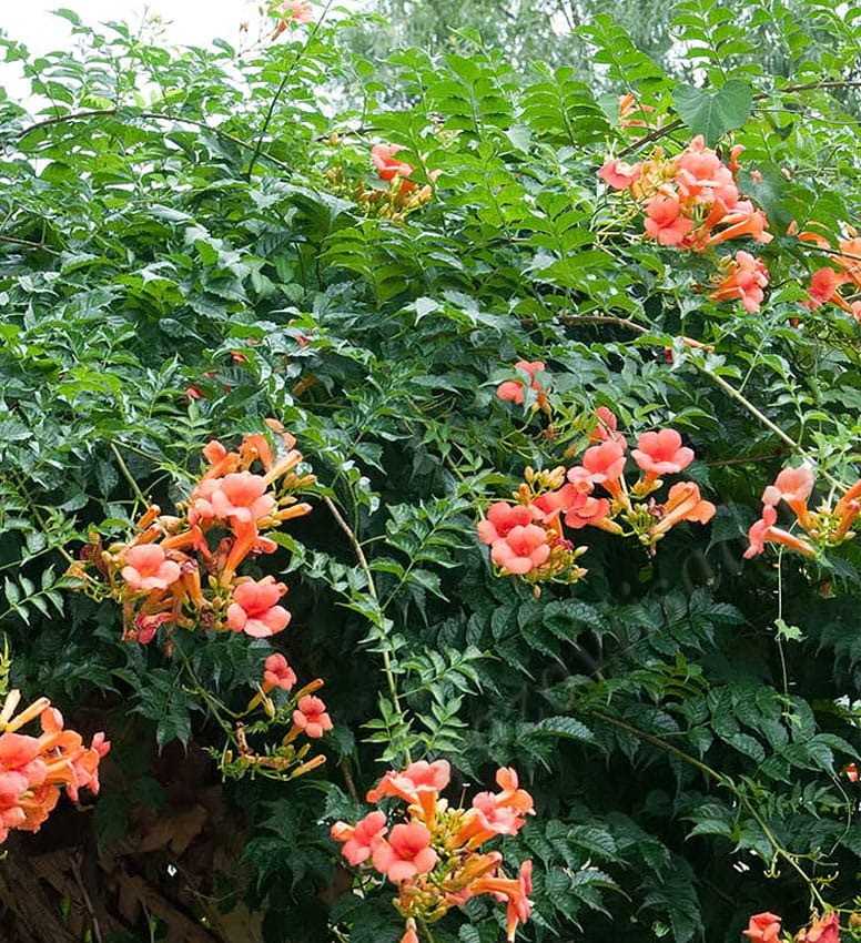 Цветок кампсис: посадка и уход в открытом грунте, виды и сорта с фото
