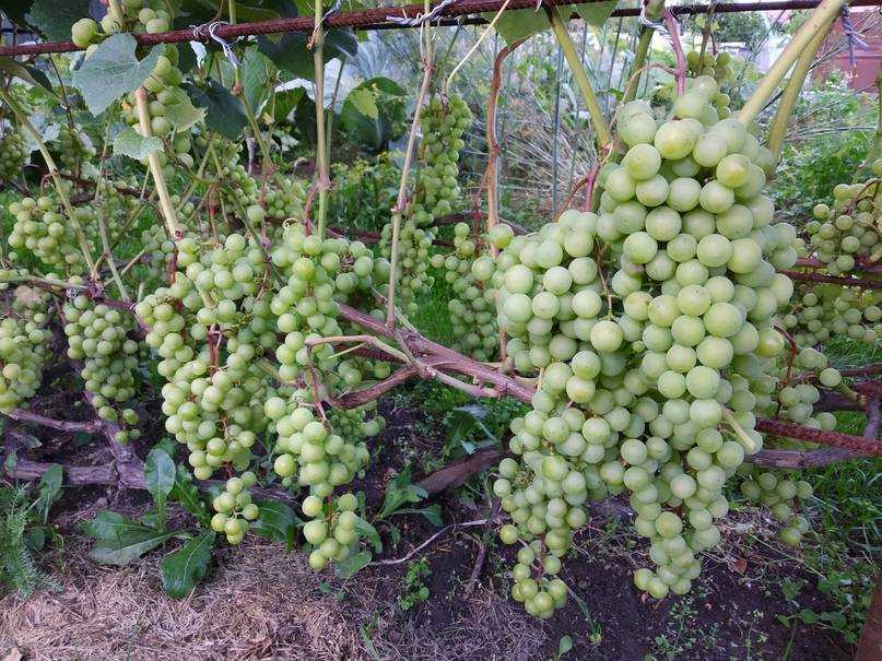 Неукрывной виноград и все, что нужно о нем знать (2019).. Как выбрать черенок, что стоит учитывать при покупке, условия посадки, особенности почвосмеси