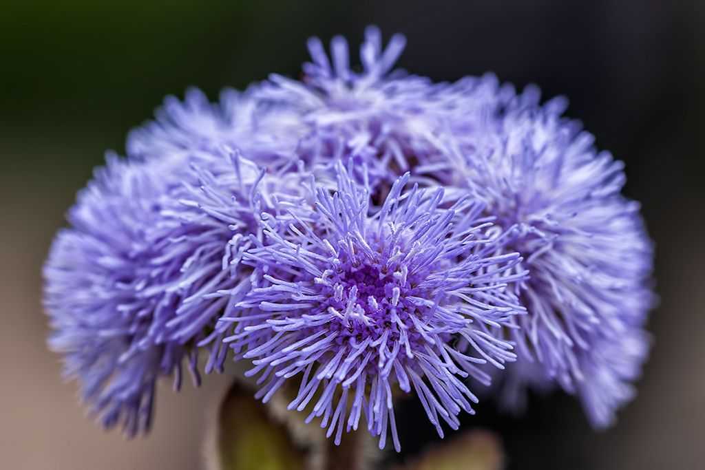 Агератум — 50 фото цветов и их сорта: рассада и уход, когда сажать растение в грунт