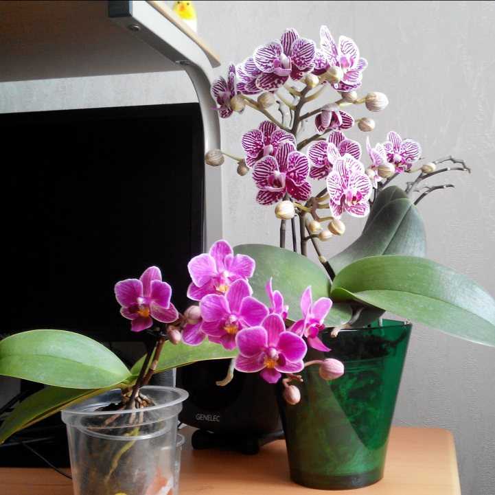 Своевременный уход за орхидеей венерин башмачок в домашних условиях