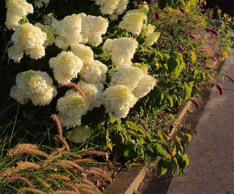 Гортензия лаймлайт (limelight) метельчатая садовая