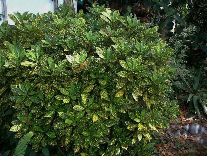Аукуба - это небольшой куст, деревце с крупными зелеными листьями в желтую крапинку. Из-за пигмента она получила название «золотое» или «колбасное» дерево.