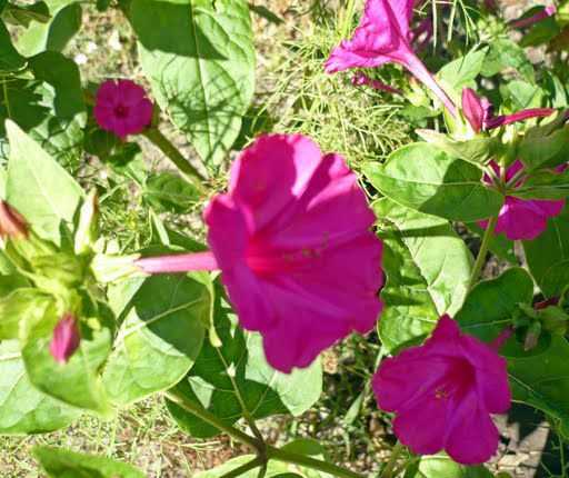 Мирабилис – выращиваем ночную красавицу сада. добиваемся полного цветения мираблиса: секреты посадки, выращивание и уход - автор екатерина данилова - журнал женское мнение