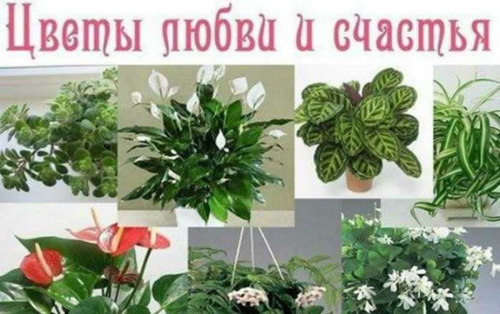 Топ-25 цветов и растений которые нельзя держать дома