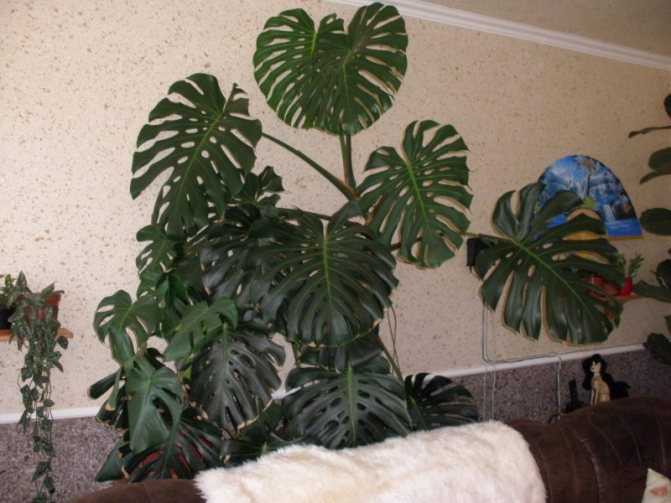 Ядовитые комнатные растения с фото и названиями