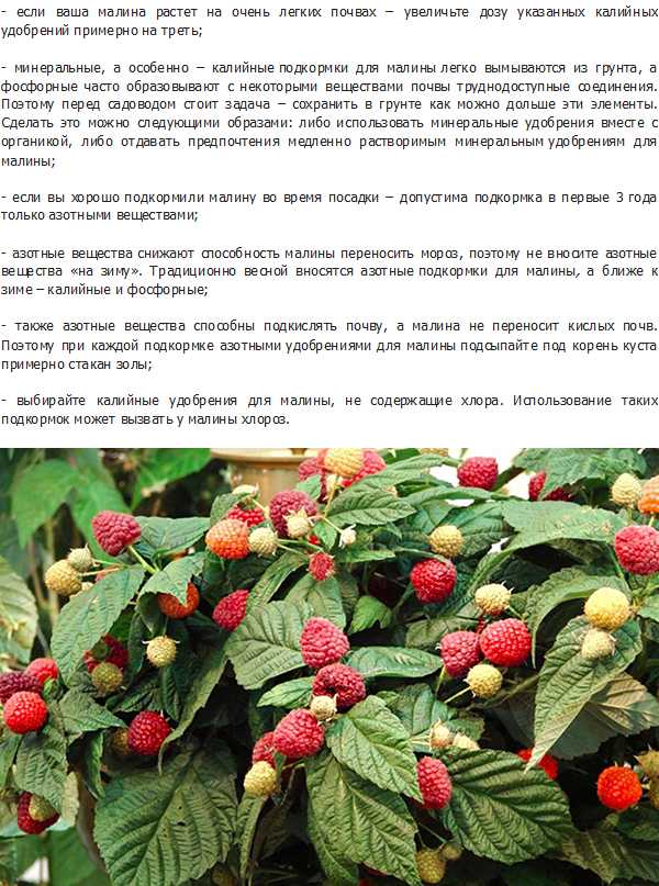 Правильный уход и выращивание малинового дерева таруса