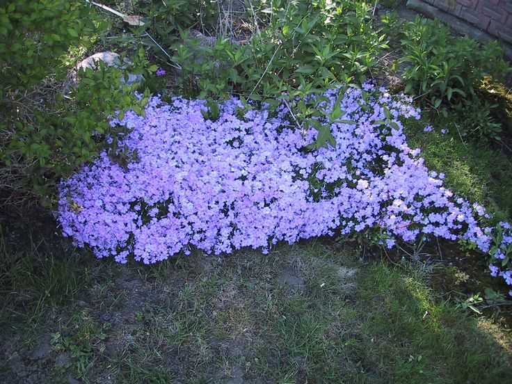 Флокс шиловидный: описание и фото цветов на клумбах в саду
