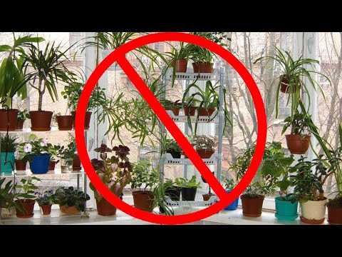 48 ядовитых комнатных растений, которые могут убить