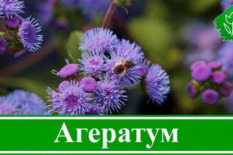 Агератум – описание, выращивание, уход