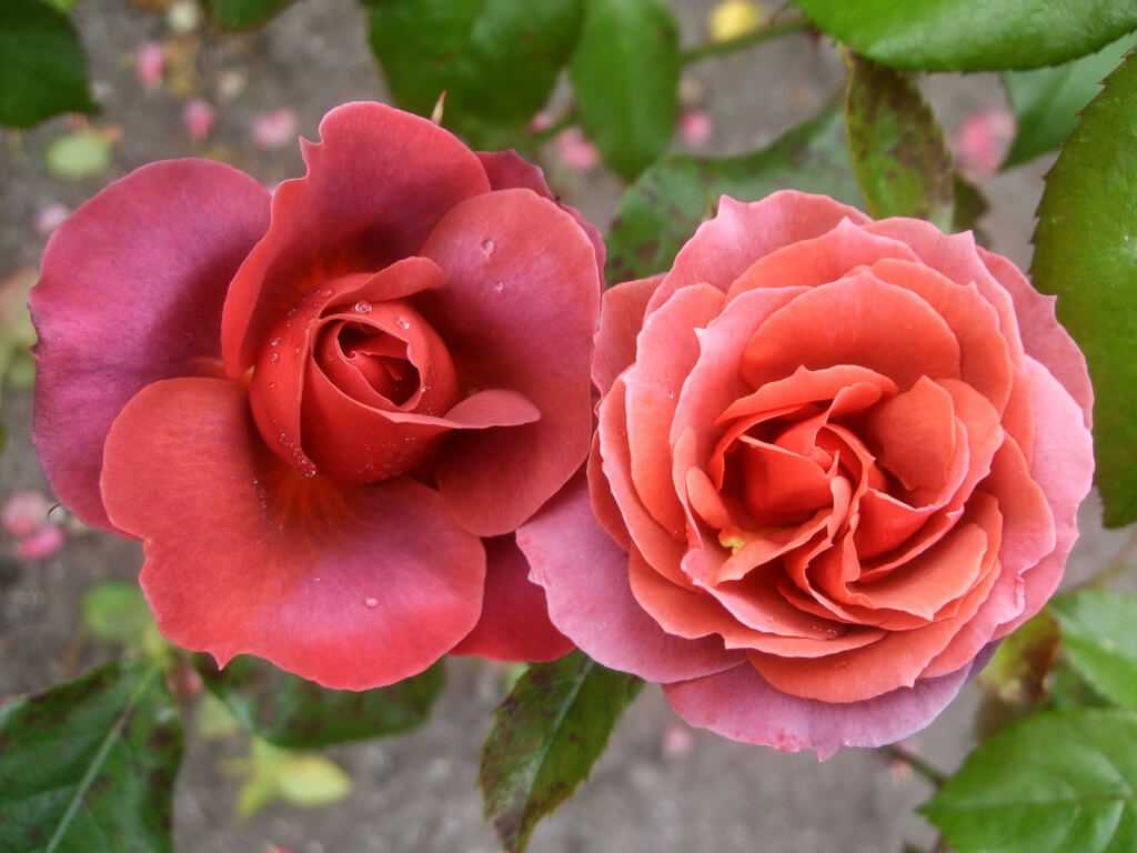 Как сажать осенью розы флорибунда