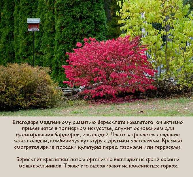 Бересклет (фото) – посадка и уход в открытом грунте. как вырастить бересклет: красочный кустарник на вашем участке