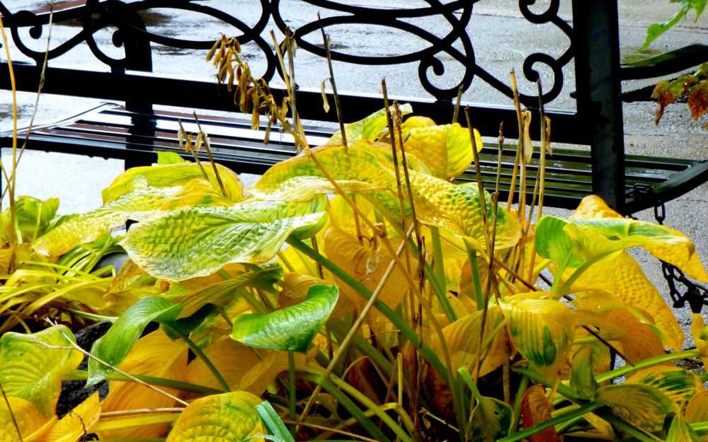 Цветок хоста (57 фото): красота и аромат в вашем саду