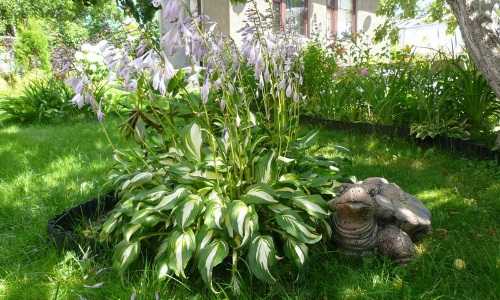 Цветок хоста (57 фото): красота и аромат в вашем саду | ah-vkusno.ru