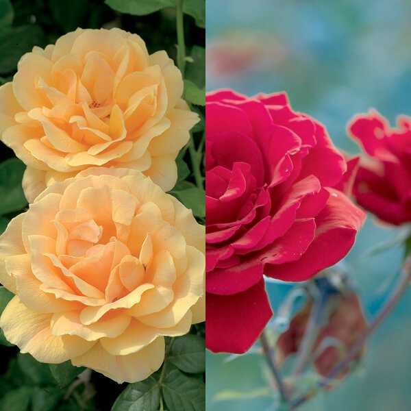 Роскошная роза флорибунда в природе никогда не существовала. Цветок был получен датчанином Поульсеном, который скрестил крупноцветковую полиантовую розу и несколько сортов чайных роз.