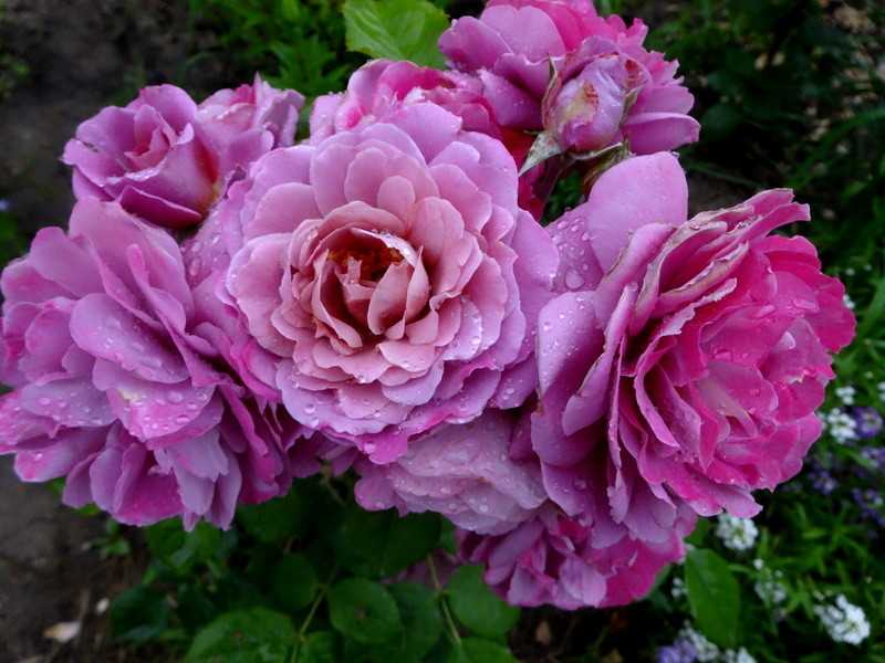 Роза флорибунда сорта с фото и названиями.