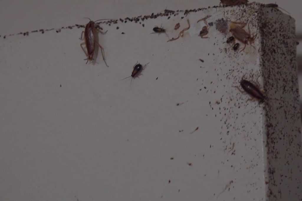 Тараканьи гнезда в квартире фото