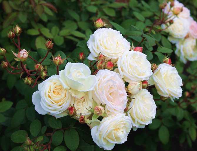 Топ 12 сортов розы флорибунда, посадка и уход в открытом грунте