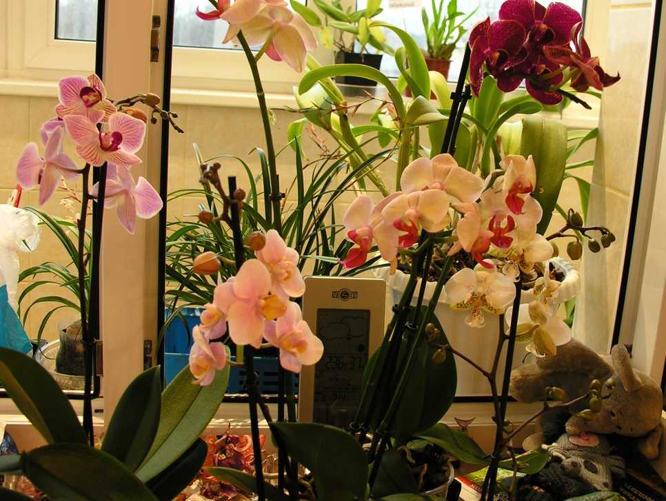 Орхидея венерин башмачок: уход в домашних условиях, фото пафиопедилума, сорта туфельки: гратриксианум, китайская, малазийская золотая, вьетнамская и другие виды