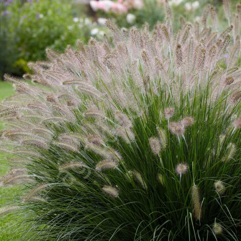 Декоративная трава: 90 фото красивых вариантов применения декоративных растений в ландшафтном дизайне