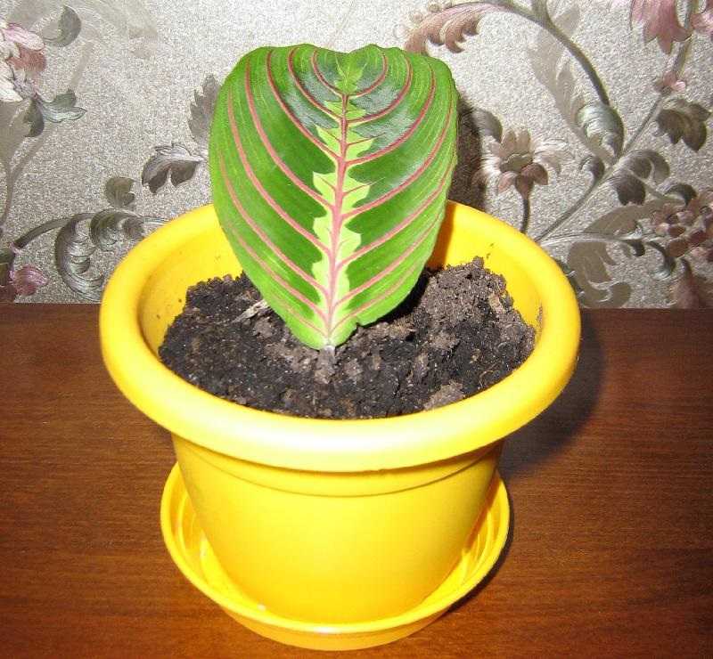 Маранта (maranta). выращивание, уход, формирование растения. | floplants. о комнатных растениях