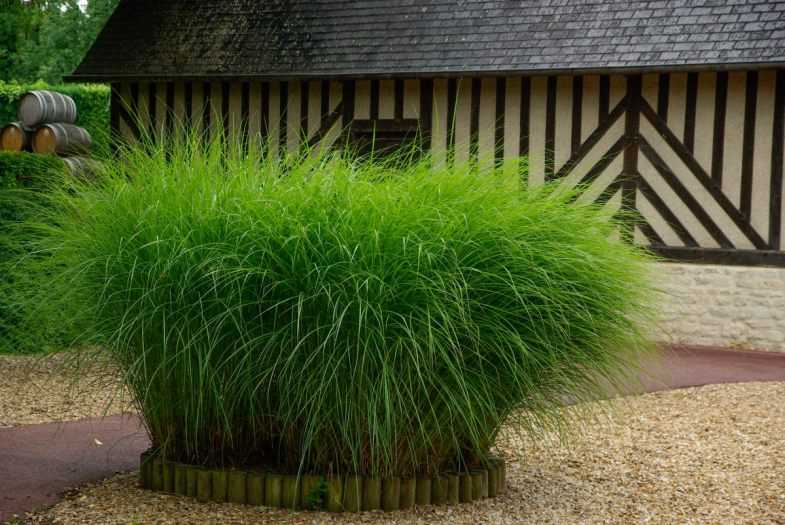Декоративная трава и злаки для сада в ландшафтном дизайне: морозоустойчивые растения для клумбы
 - 21 фото
