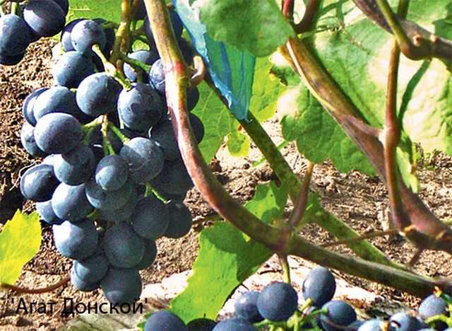 Неукрывной виноград для подмосковья - выбор сорта