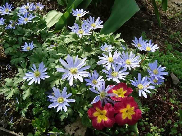 Цветы анемоны посадка и уход весной и осенью в домашних условиях