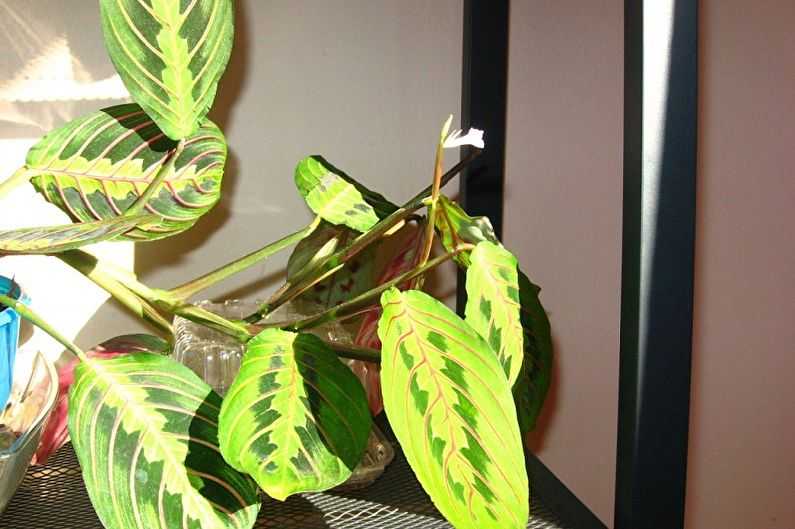 Маранта трехцветная (триколор) или молитвенное растение: уход в домашних условиях, фото selo.guru — интернет портал о сельском хозяйстве