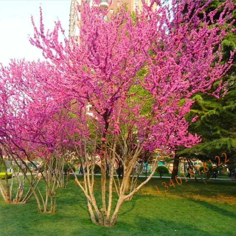 Особенности выращивания японского багряника в средней полосе россии, плакучее дерево — пендула