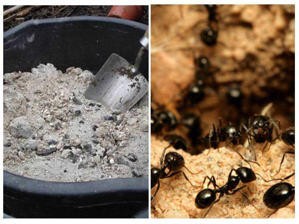 Народные средства борьбы с муравьями. Уничтожаем муравьев в огороде. Средство от муравьёв в огороде. От муравьев в огороде. Приманки для муравьев на участке.